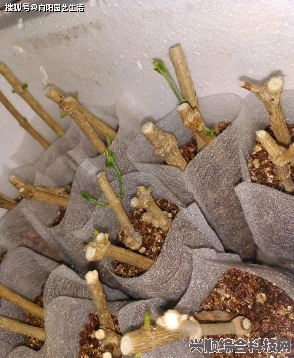 床上扦插方法全解析：掌握72种扦插技巧，让你的植物轻松繁殖，轻松打造绿色家居环境