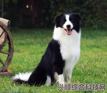 狗狗东西又硬又长的原因解析：从性别、激素到健康问题的全面分析——深入探讨影响犬只生理特征的多重因素