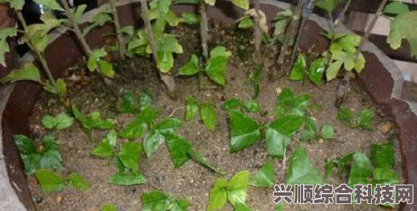 床上扦插方法全解析：如何在有限空间内实现高效植物繁殖？掌握技巧轻松打造绿色家居环境