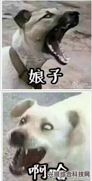 谢谢小狗背后的故事与表情包大揭秘