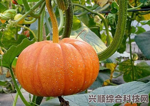 植物大战僵尸，梯子南瓜玩法攻略与注意事项
