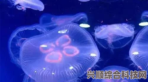 火山的女儿水母梗，揭秘神秘的头梗传说