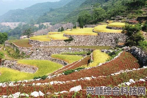 桃源深处有人家青杉小院布局攻略，打造理想中的田园风光