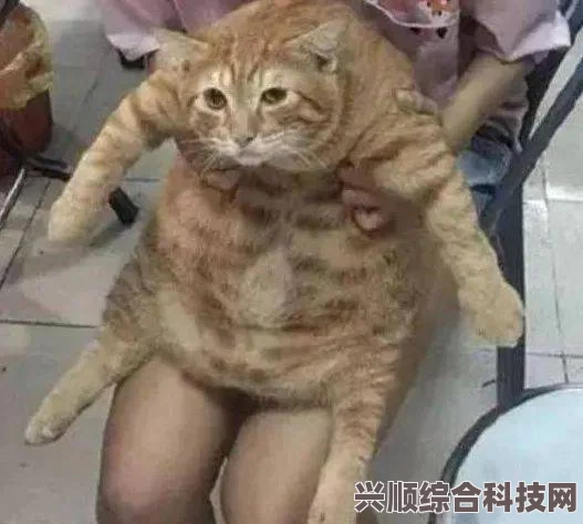 老猫与一修，免费还是收费？深度探究其业务模式与收费模式