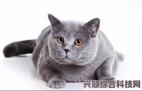 老猫和一修，免费还是收费？探索其收费模式