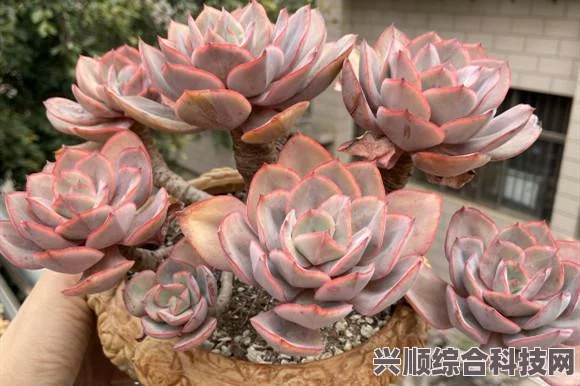 暗黑破坏神4多头蛇技能解析及使用方法