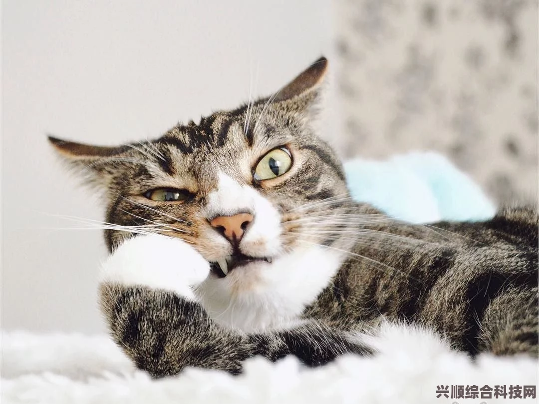 老猫LMAO，网络世界的魅力使者