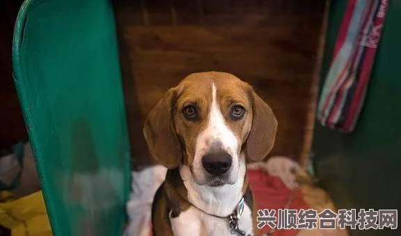 细狗什么意思？细狗梗的深度解析