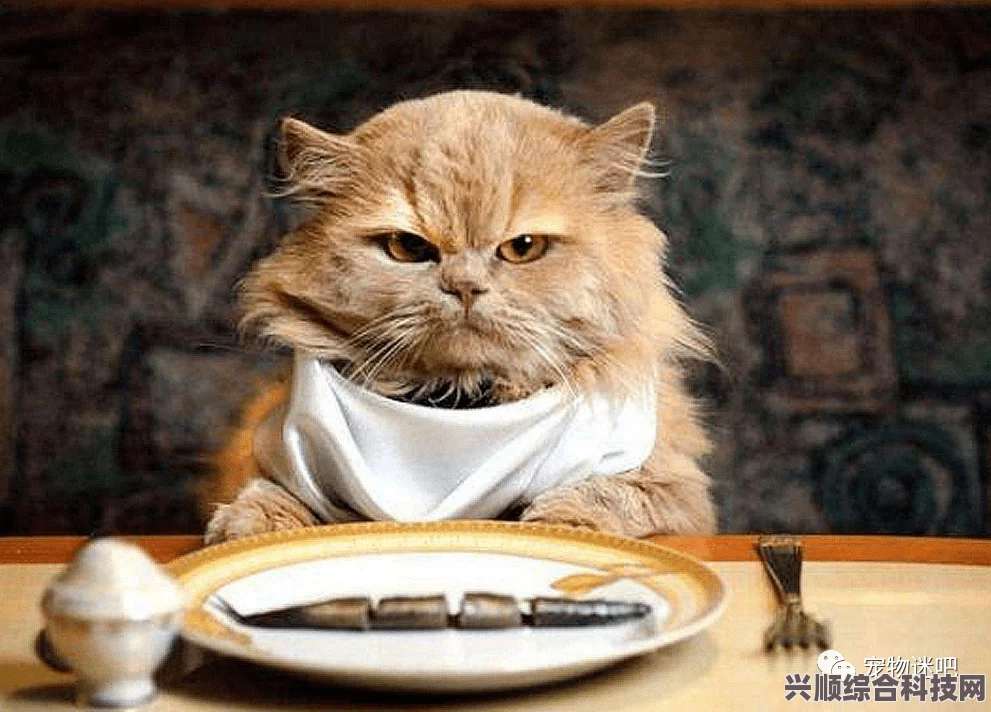 淘宝每日一猜答案揭秘，打工的盖亚安德森猫的独特技能 6月25日解析