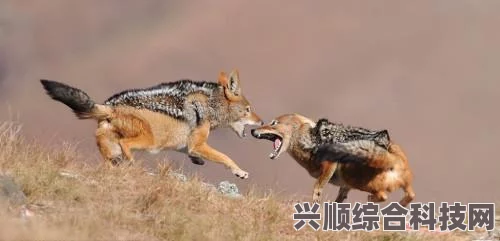 第七史诗，豺狼人狩猎地点及攻略详解