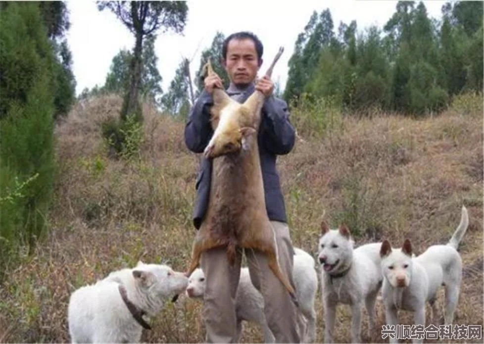 第七史诗，豺狼人的狩猎地点与攻略问答