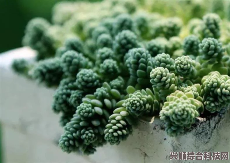 深入解析FGO中的地球姬强度—全面介绍与评估