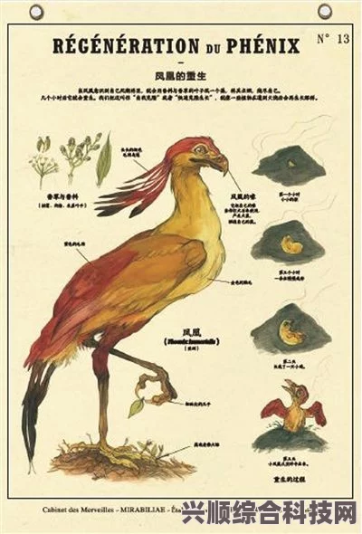 原神鹮穿之喙武器深度解析与图鉴，全方位了解这把神秘武器