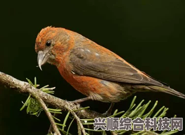 原神鹮穿之喙武器深度解析与图鉴介绍