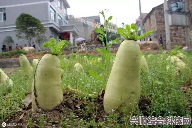萝小刀失去的半片叶子之谜，桃源深处的萝卜谜题揭晓