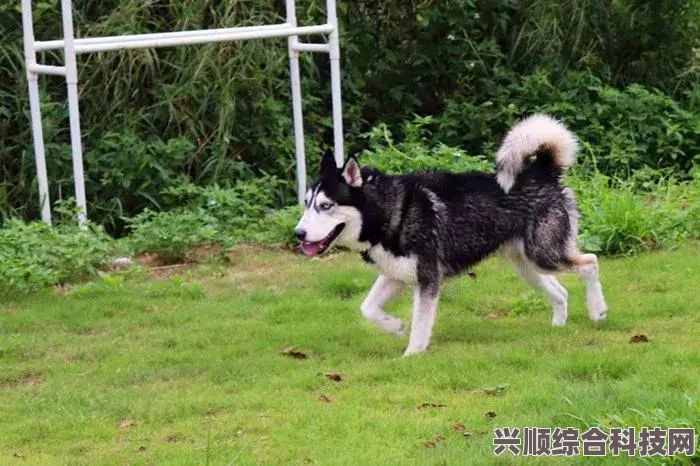 淘宝每日一猜答案背后的故事揭秘，外婆桥与奶奶桥差异探讨