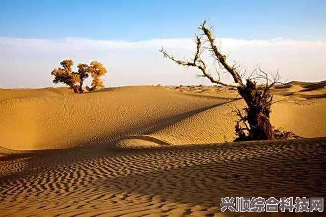 塔克拉玛干沙漠，极致干燥的奥秘与神秘之谜