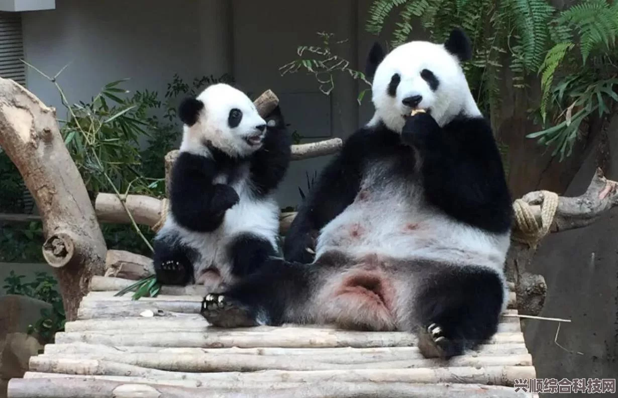 奇迹暖暖，奇迹动物园的神秘宝藏与衣柜小动物探秘