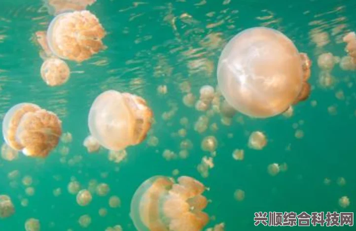 潜水员戴夫水母肉获取及高效刷水母方法详解