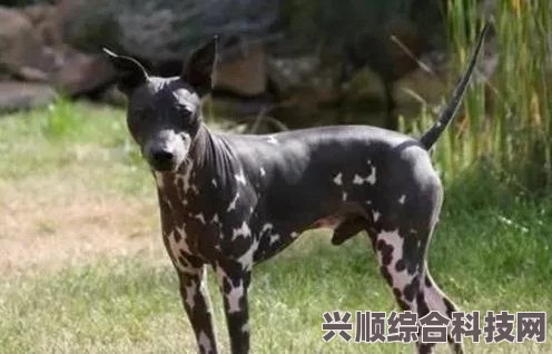 暗黑破坏神4耳朵作用介绍