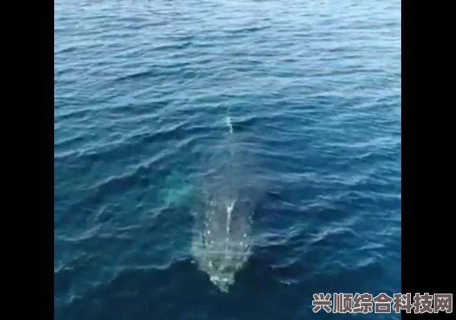 探索潜水员戴夫的小鲸鱼神秘位置，海洋生物世界的冒险之旅攻略