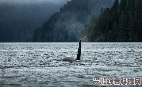 探索神秘海域，揭秘潜水员戴夫小鲸鱼的踪迹攻略