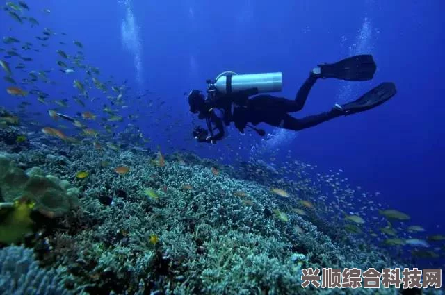 潜水员戴夫，海马捕捉工具及捕捉方法详解