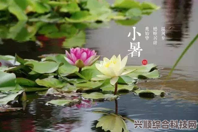 小暑节气的特点与风俗，传统节气的魅力展现