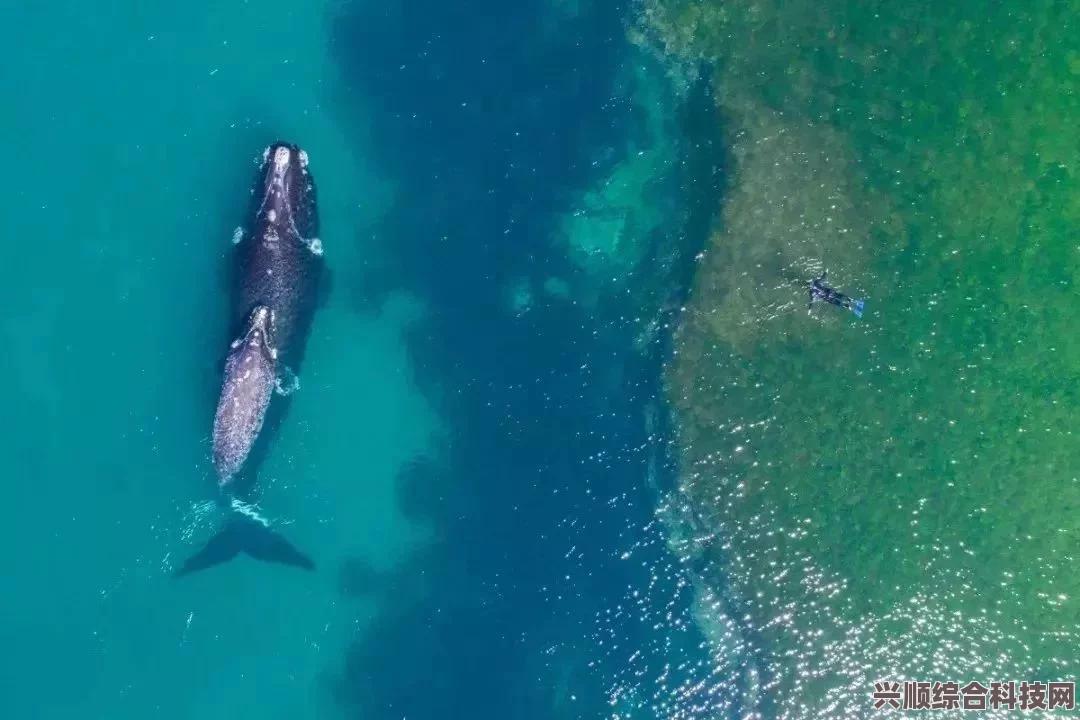 潜水员戴夫阿根廷区价格介绍
