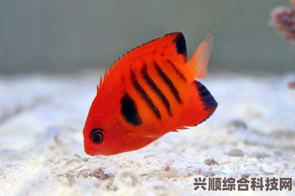 和平精英水族馆，锦鲤与鱼类放置的限制原因解析