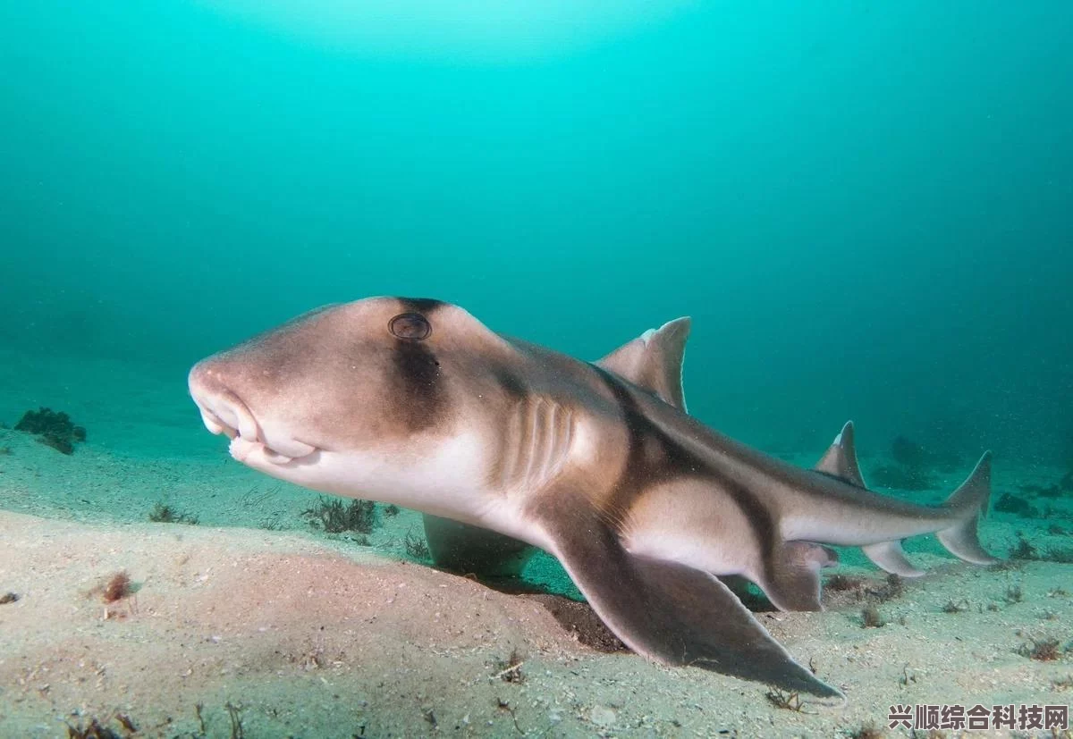 和平精英水族馆的鱼获取攻略及鱼类获取地点大全