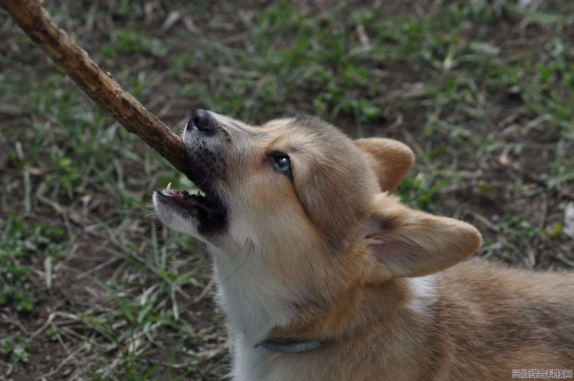 揭秘狗咬神祇之谜与萝卜谜语背后的故事真相