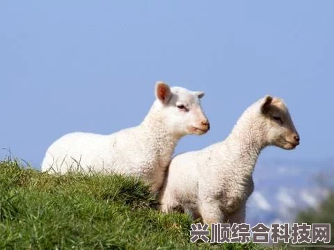 羊了个羊7月10日攻略详解，轻松过关秘籍大揭秘！