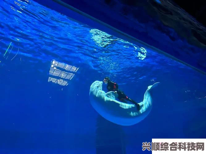探索潜水员戴夫白鲸之谜，揭秘神秘海洋生物栖息之地