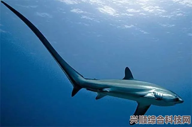 潜水员戴夫虎尾海马和直立海马位置攻略