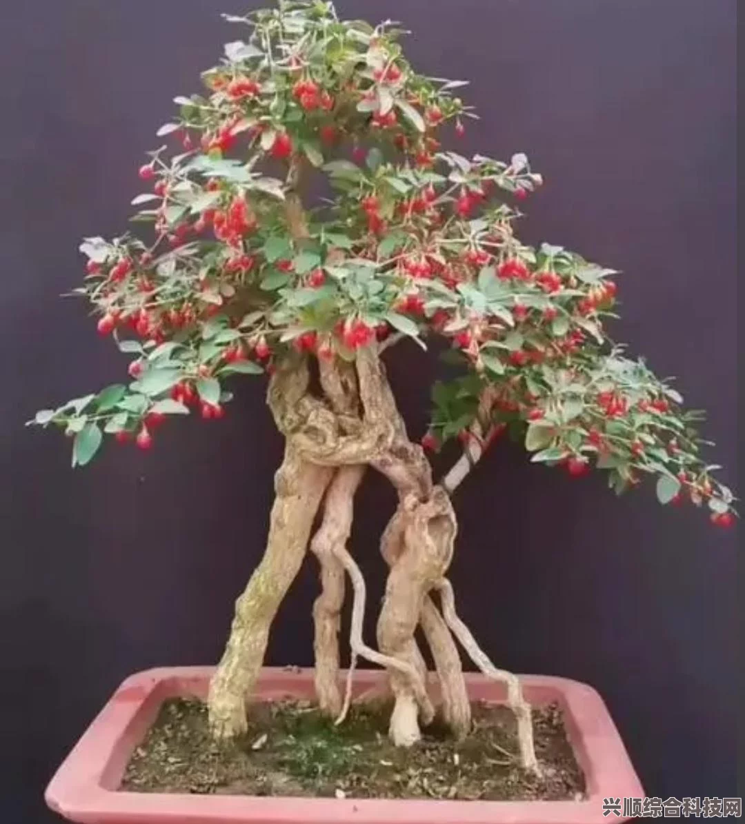 暗黑破坏神4第一赛季宣传片深度解析，观赏指南与核心亮点探讨