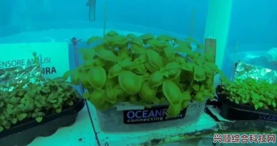 潜水员戴夫海藻农场作物种植时长详解与攻略解析