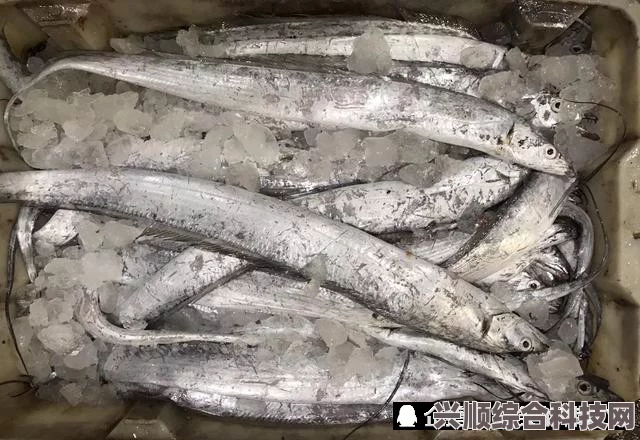 潜水员戴夫攻略，阿拉斯加狭鳕捕捉方法与技巧详解