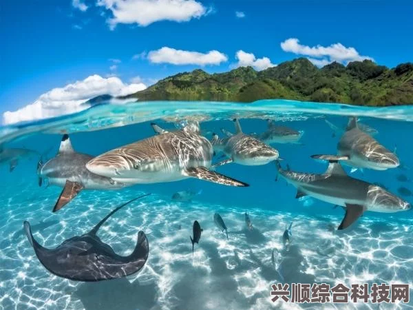 潜水员戴夫虎尾海马捕捉攻略及红宝石海马等珍稀鱼类位置分享