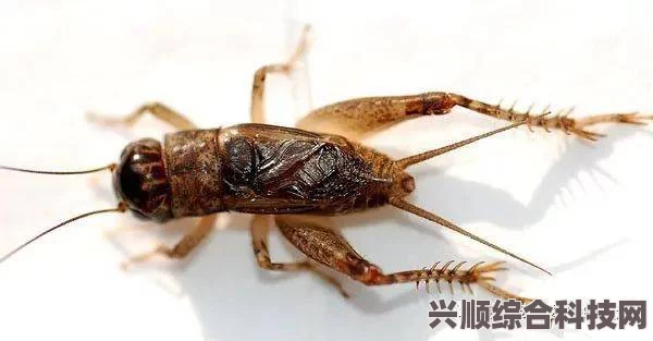沉默的蟋蟀，如何精准挑选蟋蟀？技巧全解析
