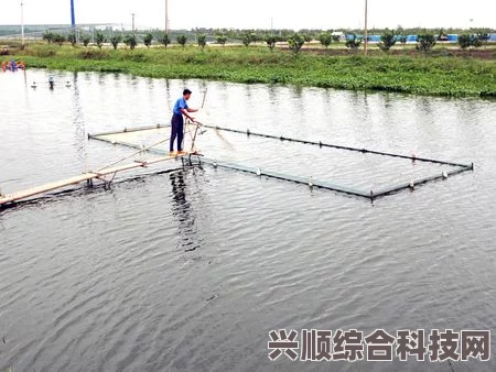 潜水员戴夫全池塘养鱼攻略，最佳养鱼推荐与策略