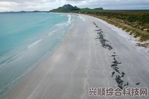 潜水员戴夫大型鲨鱼的捕捉方法与技巧详解
